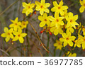 Winter jasmine Jasminum nudiflorum yellow flower 36977785