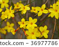 Winter jasmine Jasminum nudiflorum yellow flower 36977786