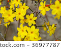 Winter jasmine Jasminum nudiflorum yellow flower 36977787