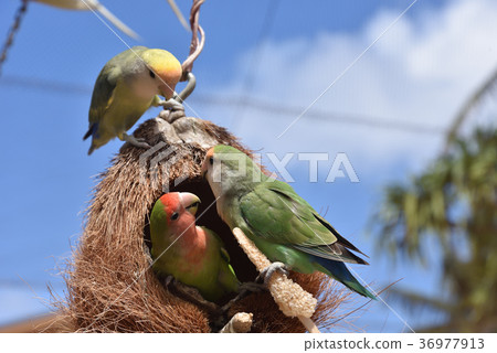 Sea life park birds 3 Sea life park birds 3 36977913