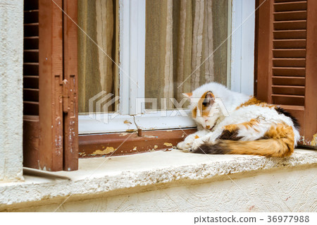 Cat lying on windowsill. Rethymno, Crete, Greece Cat lying on windowsill. Rethymno, Crete, Greece 36977988