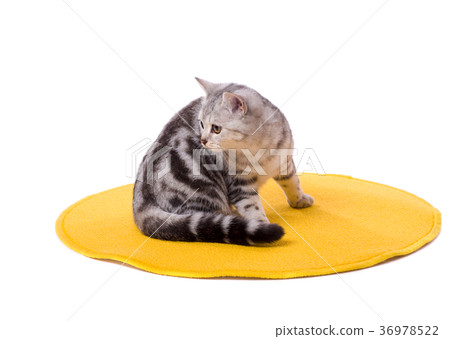 Grey cat Grey cat 36978522