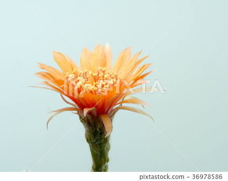 Close up Orange Cactus flower.Show detail Flower 36978586