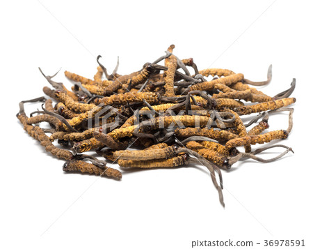 close up mushroom cordyceps this is a herbs. close up mushroom cordyceps this is a herbs. 36978591