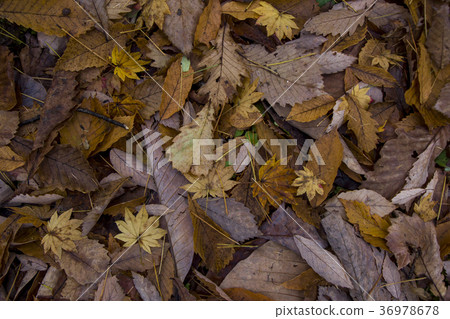Dead leaves and maple 1 Dead leaves and maple 1 36978678