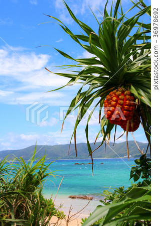 [Tropical] Sea and Adan 36978692