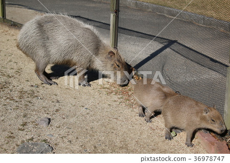 Capybara父母和孩子（山地獄動物園） 36978747