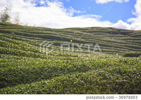 茶室 茶室 36978803