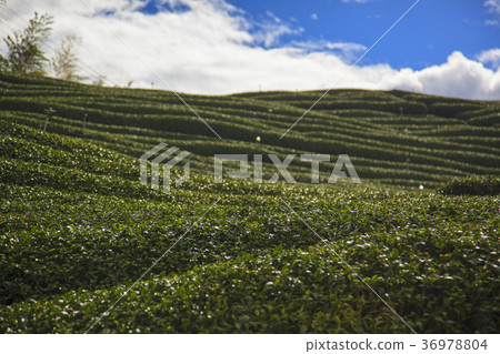 茶室 茶室 36978804