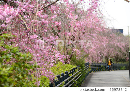 Koganei City, Tokyo Nogawa's Weeping Cherry Tree From Koganei City Nakamachi Around Maehara Town 36978842