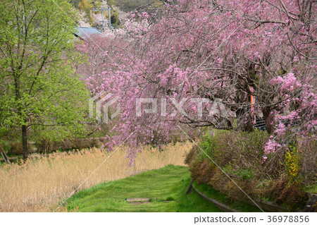 Koganei City, Tokyo Nogawa's Weeping Cherry Tree From Koganei City Nakamachi Around Maehara Town 36978856