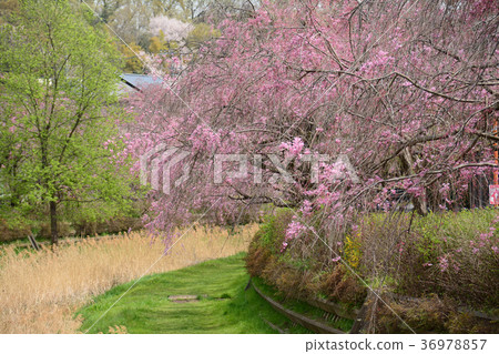 Koganei City, Tokyo Nogawa's Weeping Cherry Tree From Koganei City Nakamachi Around Maehara Town Koganei City, Tokyo Nogawa's Weeping Cherry Tree From Koganei City Nakamachi Around Maehara Town 36978857