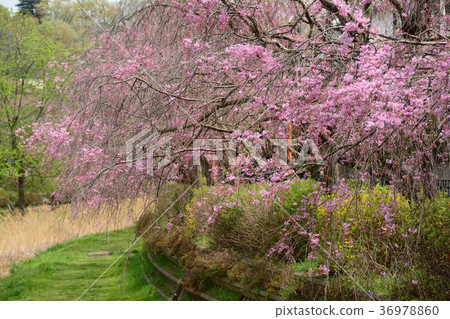 Koganei City, Tokyo Nogawa's Weeping Cherry Tree From Koganei City Nakamachi Around Maehara Town 36978860