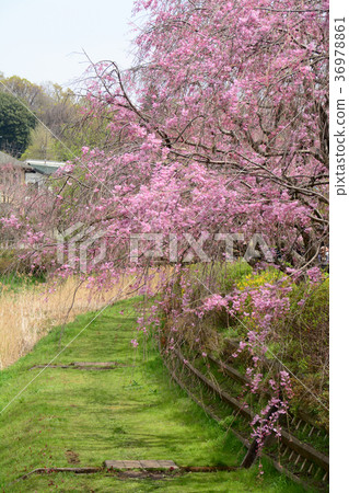 Koganei City, Tokyo Nogawa's Weeping Cherry Tree From Koganei City Nakamachi Around Maehara Town 36978861