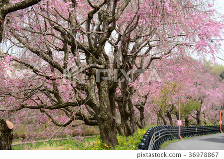 Koganei City, Tokyo Nogawa's Weeping Cherry Tree From Koganei City Nakamachi Around Maehara Town 36978867