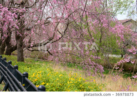 東京小金井市Nogawa的垂枝櫻花從小金井市中町周邊前原誠市 36978873