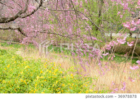 Koganei City, Tokyo Nogawa's Weeping Cherry Tree From Koganei City Nakamachi Around Maehara Town 36978878