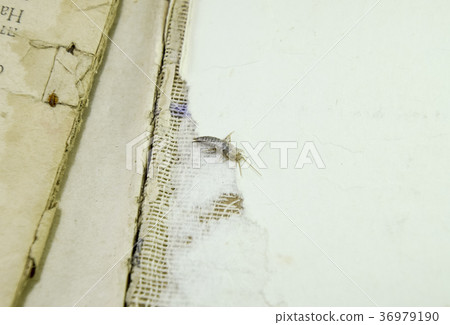 Pest books and newspapers. Pest books and newspapers. 36979190