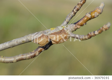 Ootheca mantis on the branches of a tree. Ootheca mantis on the branches of a tree. 36979191
