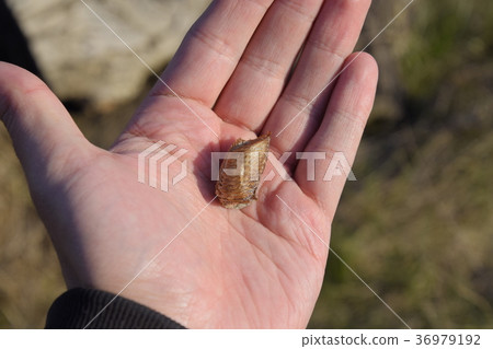 Pile of mantis in the human hand. Pile of mantis in the human hand. 36979192