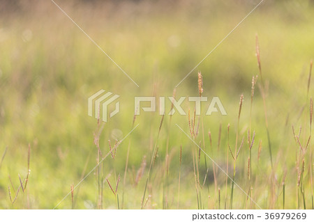 Beautiful meadow to natural light, close up. 36979269