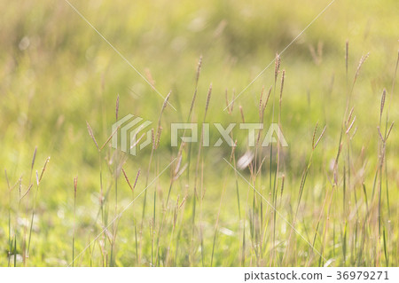Beautiful meadow to natural light, close up. 36979271