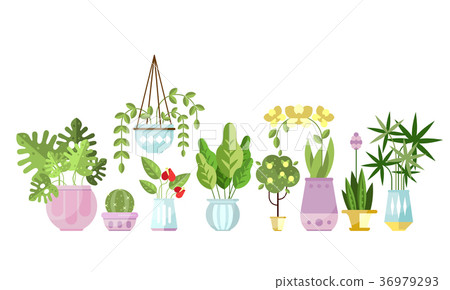 Set of flat style colorful houseplants in pots - Stock Illustration ...
