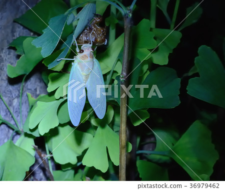 Emergence of Abra Zemi 36979462