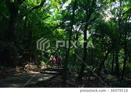 Qixingshan Trail 36979518