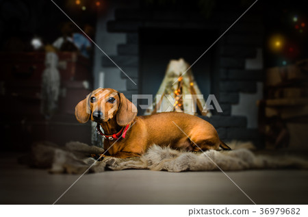 short red Dachshund Dog, hunting dog, over white short red Dachshund Dog, hunting dog, over white 36979682