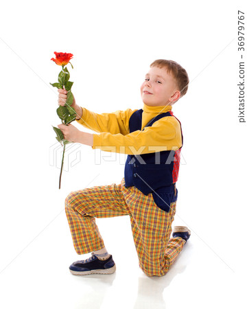 boy giving rose flower isolated boy giving rose flower isolated 36979767