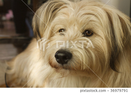 梗混合 梗混合 36979791