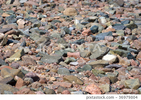 Wild beach background Wild beach background 36979804