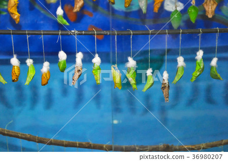 a variety of cocoons of butterflies 36980207