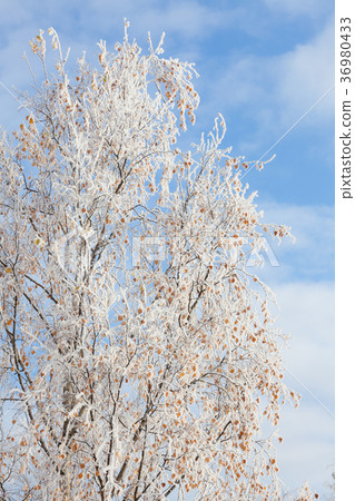 Frost covered birch tree Frost covered birch tree 36980433