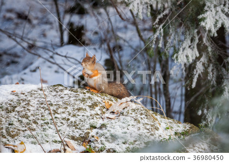 Squirrel at winter 36980450