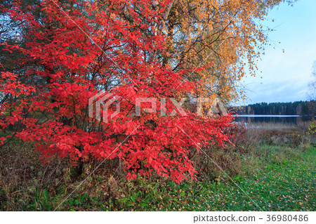 Vivid red leaves Vivid red leaves 36980486