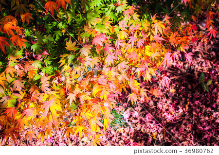 Taiwan, Taichung, Mt. Taiwan, Taichung, Mt. 36980762