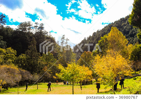 Taiwan, Wuling Farm, Ginkgo, Akiten, Mountain, Brahma White Cloud Taiwan, Wuling Farm, Ginkgo, Akiten, Mountain, Brahma White Cloud 36980767