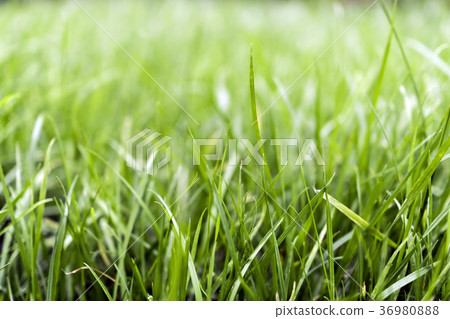 Green summer grass lawn can be background Green summer grass lawn can be background 36980888