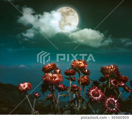 Nighttime sky with clouds and full moon with shiny 36980909