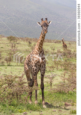 Giraffe in Amboseli national park, Kenya. 36980944