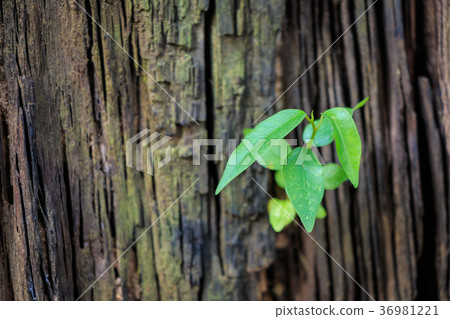 New tree growth up 36981221
