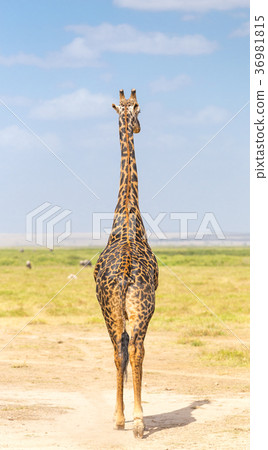 Solitary giraffe in Amboseli national park, Kenya. 36981815