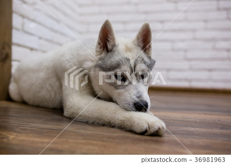 Siberian husky puppy at home lying on the floor 36981963
