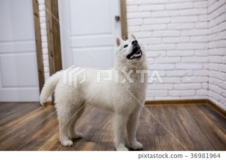 Siberian husky puppy at home. lifestyle with dog 36981964