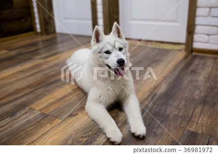 Siberian husky puppy at home lying on the floor Siberian husky puppy at home lying on the floor 36981972