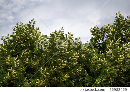 Lime and flowers Lime and flowers 36982469