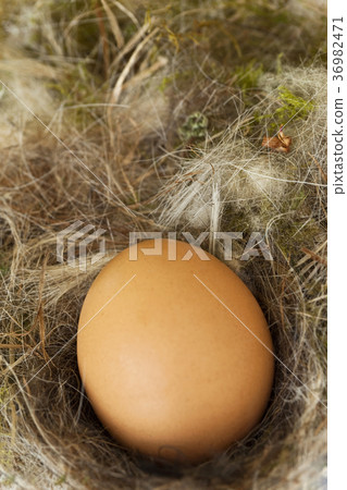 Close up of an egg Close up of an egg 36982471