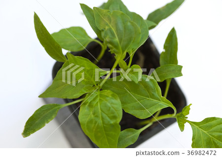 Peppers in a pot 36982472